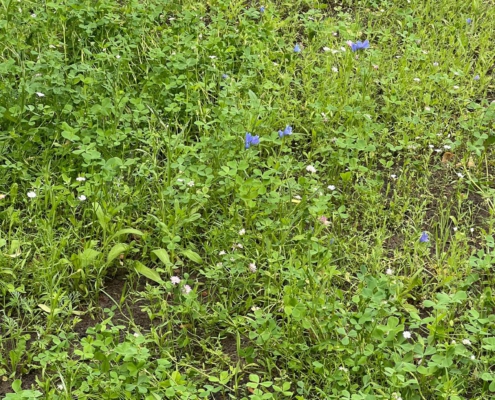 sommer2610