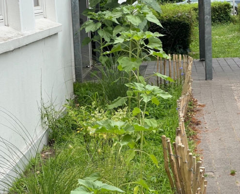 sommer2611